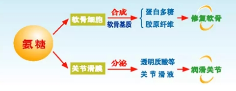 “氨基葡萄糖”治疗效果如何？我们该抱以什么样的期待？